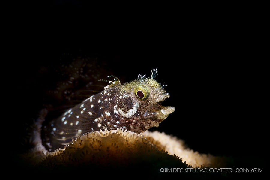 ©Jim Decker - Sony a7 IV Underwater Camera Review - blenny