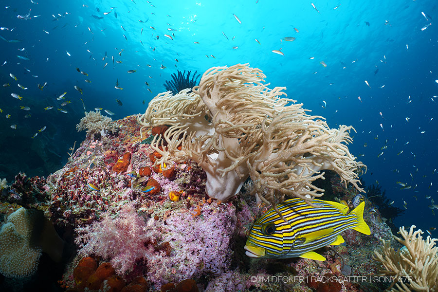 © Jim Decker - SONY A7R V UNDERWATER CAMERA REVIEW - School of Fish © Jim Decker - SONY A7R V UNDERWATER CAMERA REVIEW - School of Fish