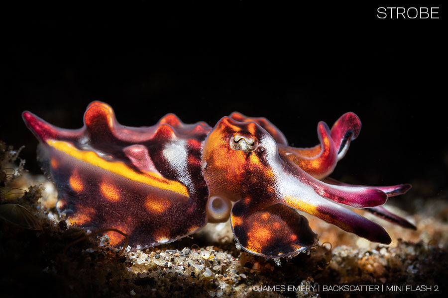 ©James Emery - Strobes vs. Video Lights for Underwater Photography - Flamboyant Cuttlefish