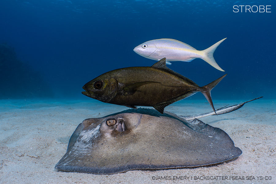 ©James Emery - Strobes vs. Video Lights for Underwater Photography - Stingray & Pilot Fish