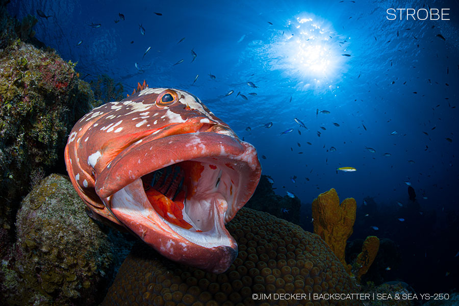 ©Jim Decker - Strobes vs. Video Lights for Underwater Photography - Grouper Sunball