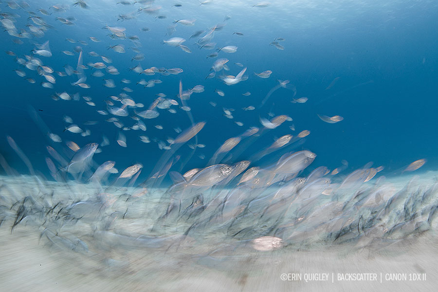 © Erin Quigley - Wide Angle Underwater Photography Boot Camp – Little Cayman – April 7-14th, 2018