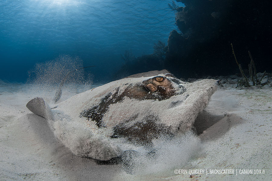 © Erin Quigley - Wide Angle Underwater Photography Boot Camp – Little Cayman – April 7-14th, 2018