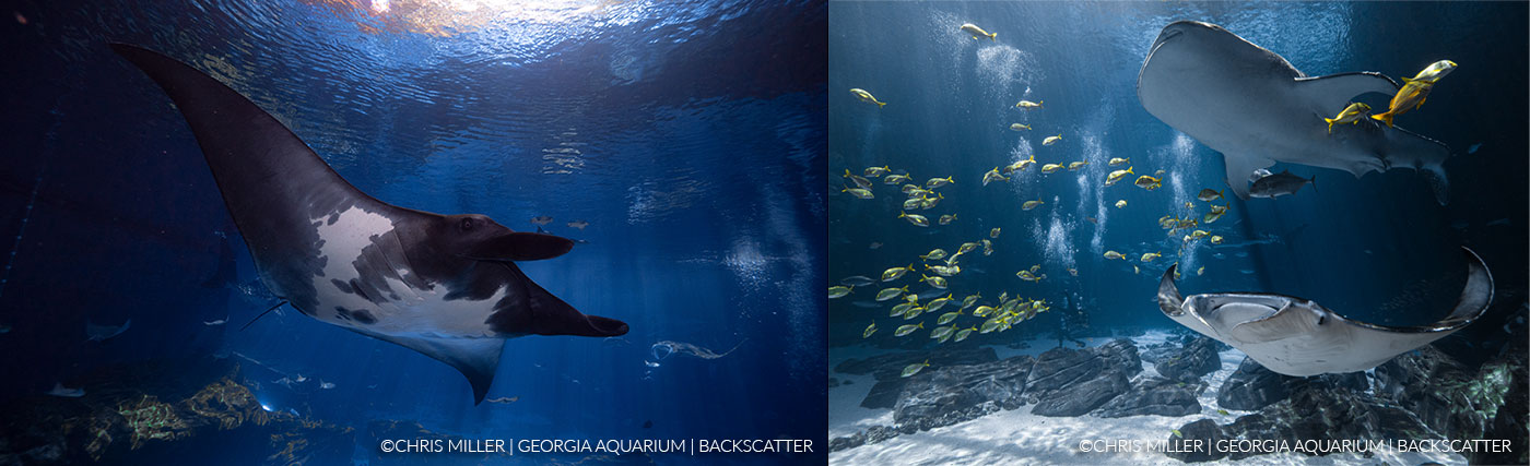 Testing the Z CAM E2 at Georgia Aquarium - Underwater