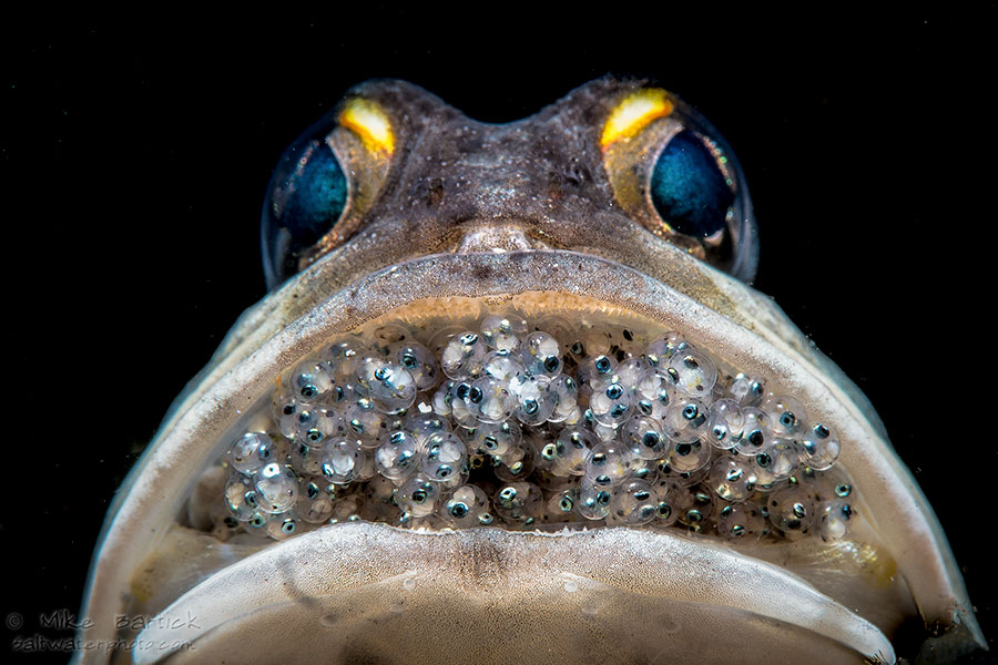 ©Mike Bartick - Macro Underwater Photography Workshop - Jawfish with eggs