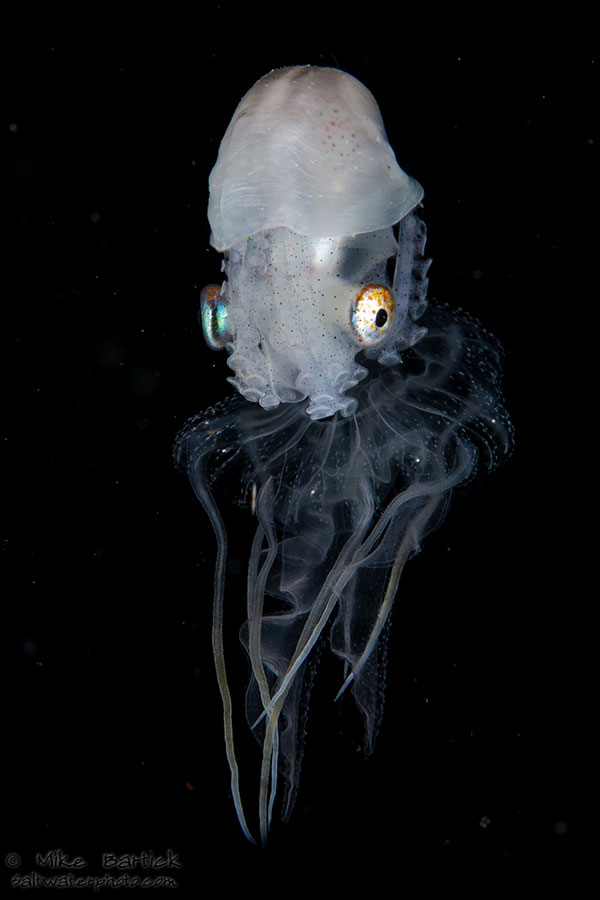 ©Mike Bartick - Macro Underwater Photography Workshop - Nautilus