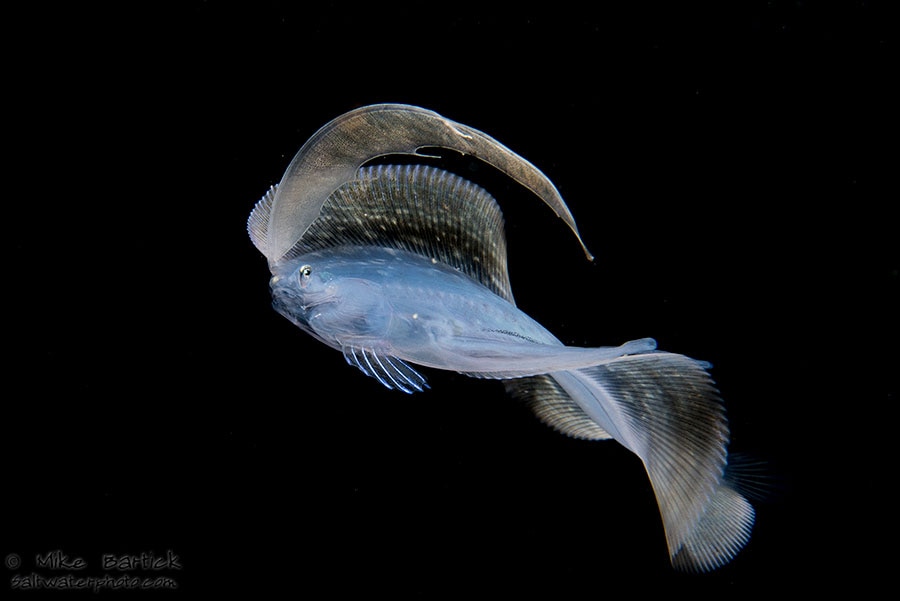 ©Mike Bartick - Macro Underwater Photography Workshop - Toungfish