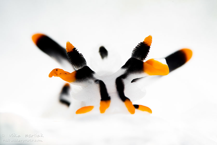 ©Mike Bartick - Macro Underwater Photography Workshop - Pika chu