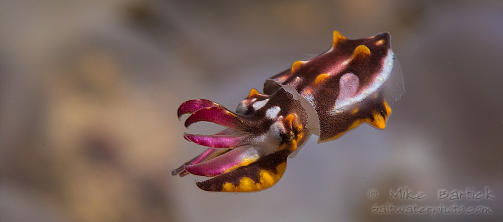 ©Mike Bartick - Macro Underwater Photography Workshop - Flamboyant Cuttlefish