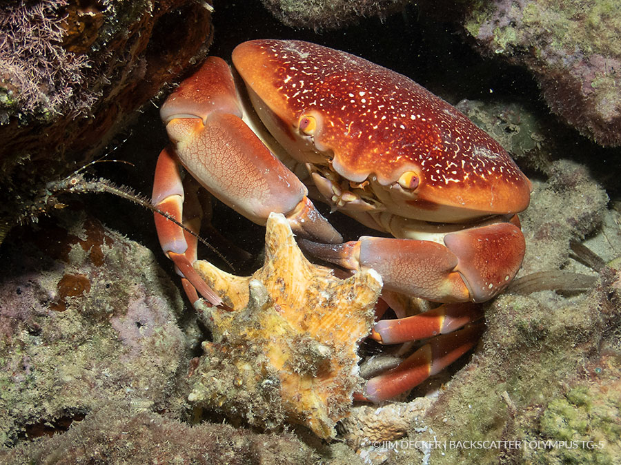 ©Jim Decker - Backscatter M52 Underwater Wide Angle Wet Lens crab