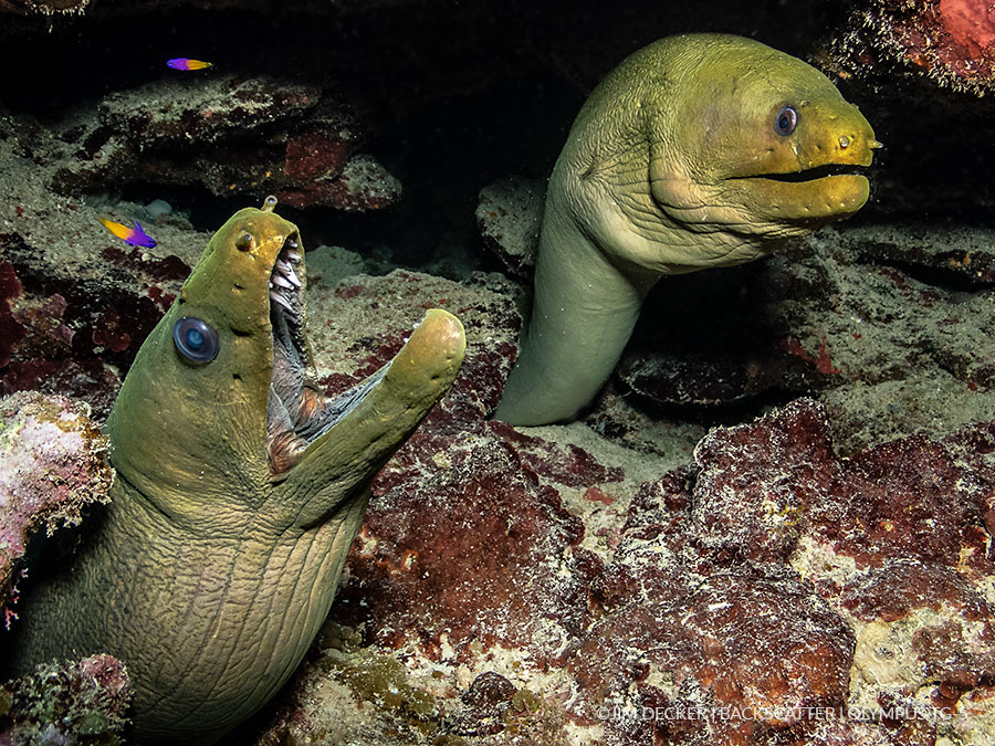 ©Jim Decker - Backscatter M52 Underwater Wide Angle Wet Lens Morey Eels