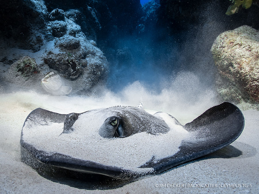 ©Jim Decker - Stingray de lente húmeda gran angular submarina M52 de retrodispersión