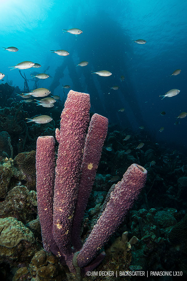 best underwater cameras of