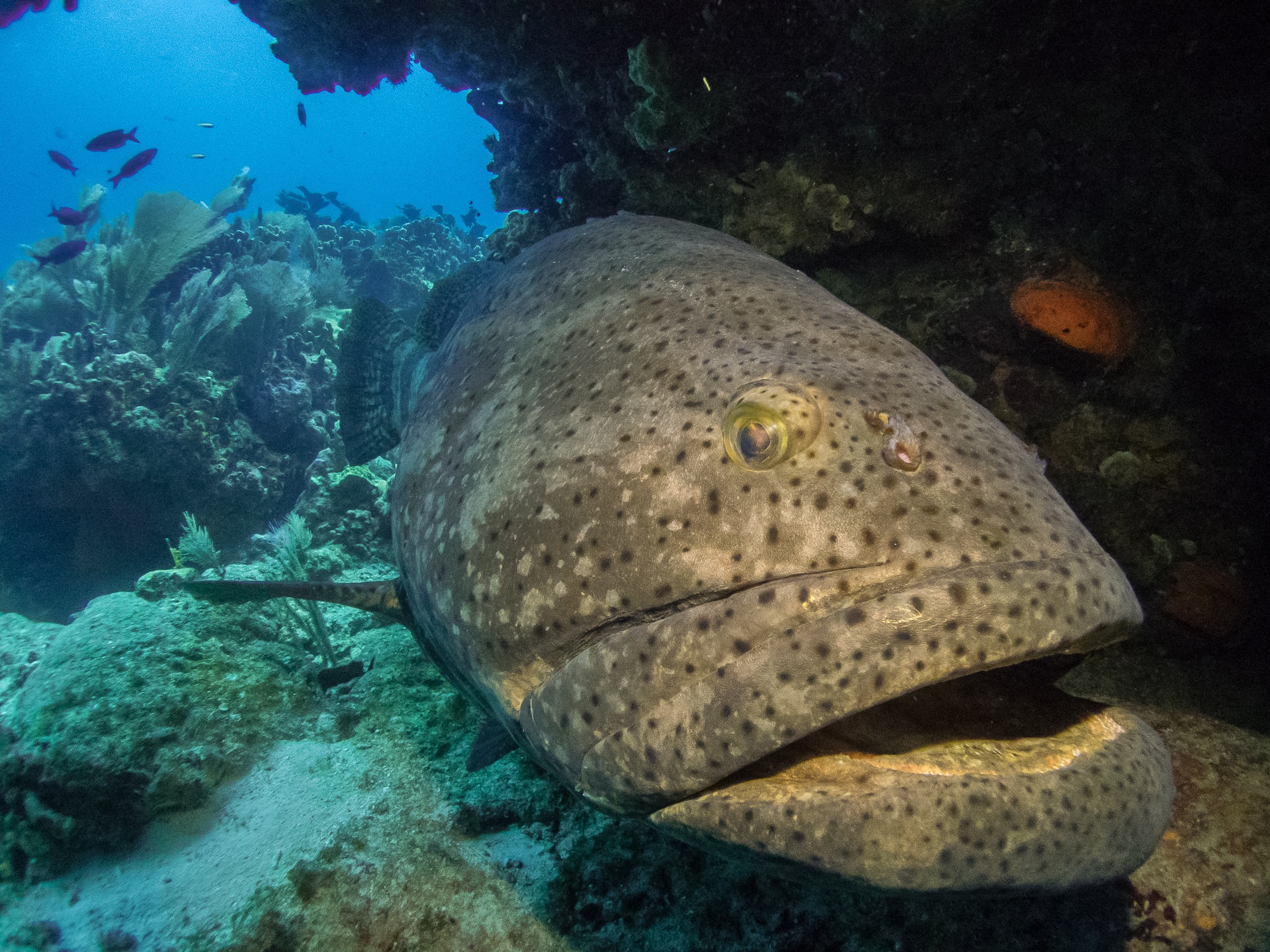 Olympus Tough Tg 4 Underwater Test And Review Underwater Photography Backscatter
