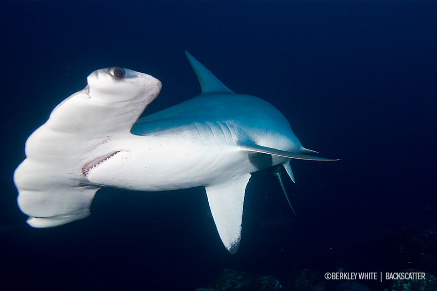 ©Berkley White - Cocos Dive Adventure - Hammer Head Shark