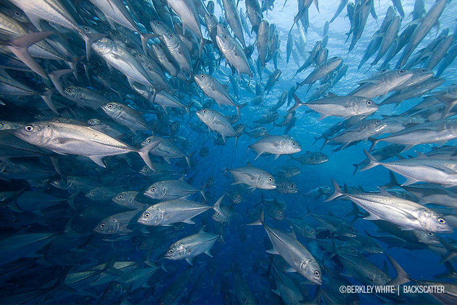 ©Berkley White - Cocos Dive Adventure - Jacks