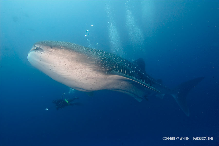 ©Berkley White - Cocos Dive Adventure - Whale Shark