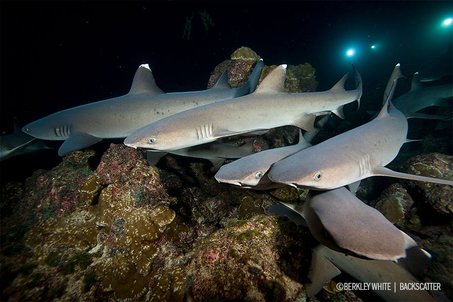 ©Berkley White - Cocos Dive Adventure - White Tip Reef Sharks