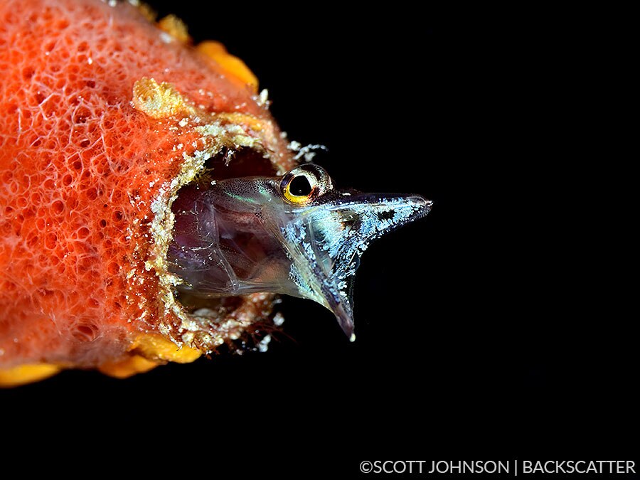 Backscatter Cuba Underwater Photography Trip Jan 17-25 & Jan 24 - Feb 2, 2020
