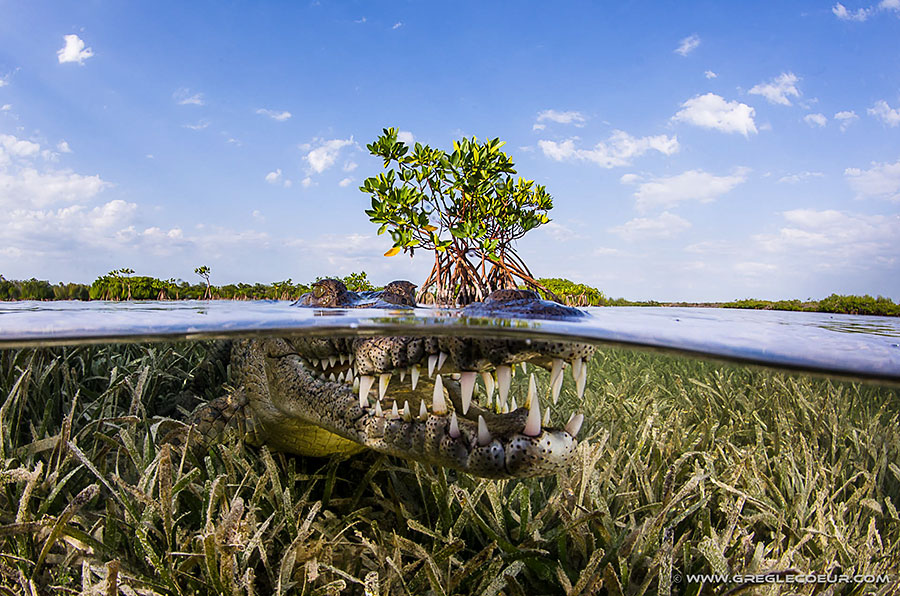 Backscatter Cuba Underwater Photography Trip Jan 17-25 & Jan 24 - Feb 2, 2020 Croc Split