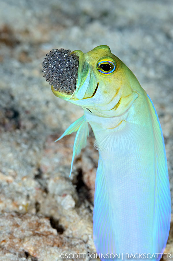 Backscatter Cuba Underwater Photography Trip Jan 17-25 & Jan 24 - Feb 2, 2020 Jawfish