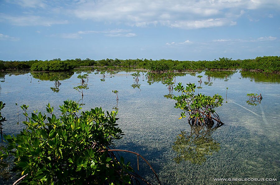 Backscatter Cuba Underwater Photography Trip Jan 17-25 & Jan 24 - Feb 2, 2020 Mangroves