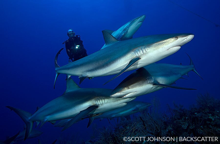 Backscatter Cuba Underwater Photography Trip Jan 17-25 & Jan 24 - Feb 2, 2020 Sharks