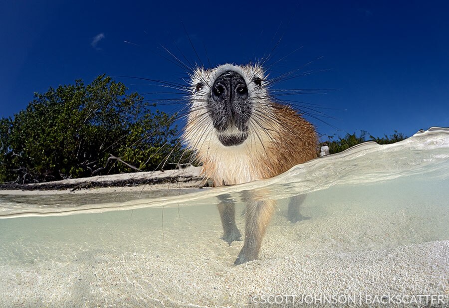 Backscatter Cuba Underwater Photography Trip Jan 17-25 & Jan 24 - Feb 2, 2020 hutia desmarest