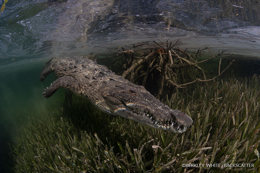 ©Berkley White - Garden Of The Queen, Cuba - Croc