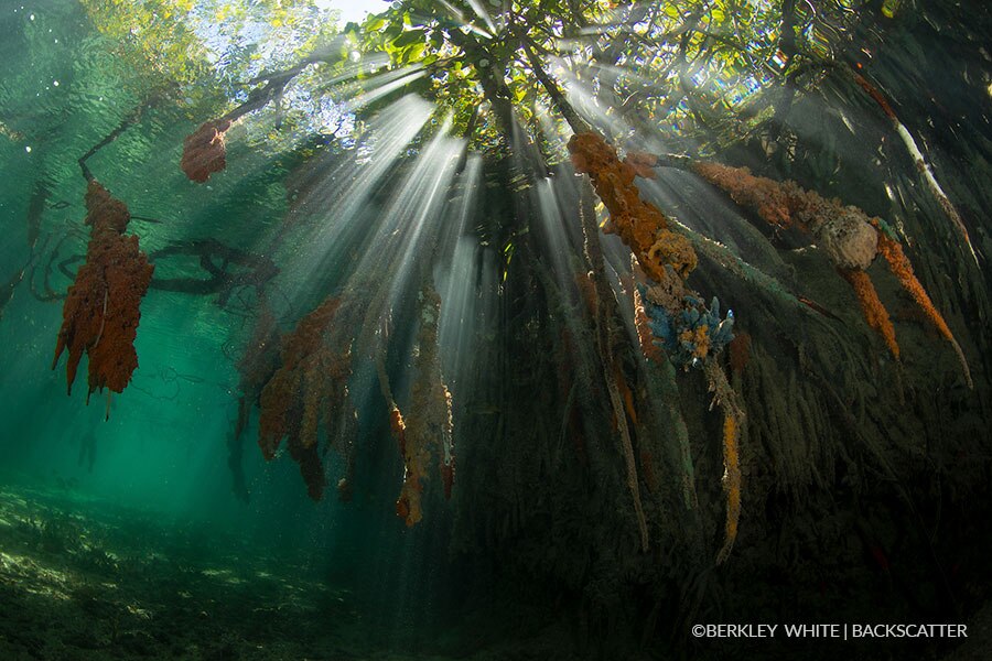 ©Berkley White - Garden Of The Queen, Cuba - Mangroves