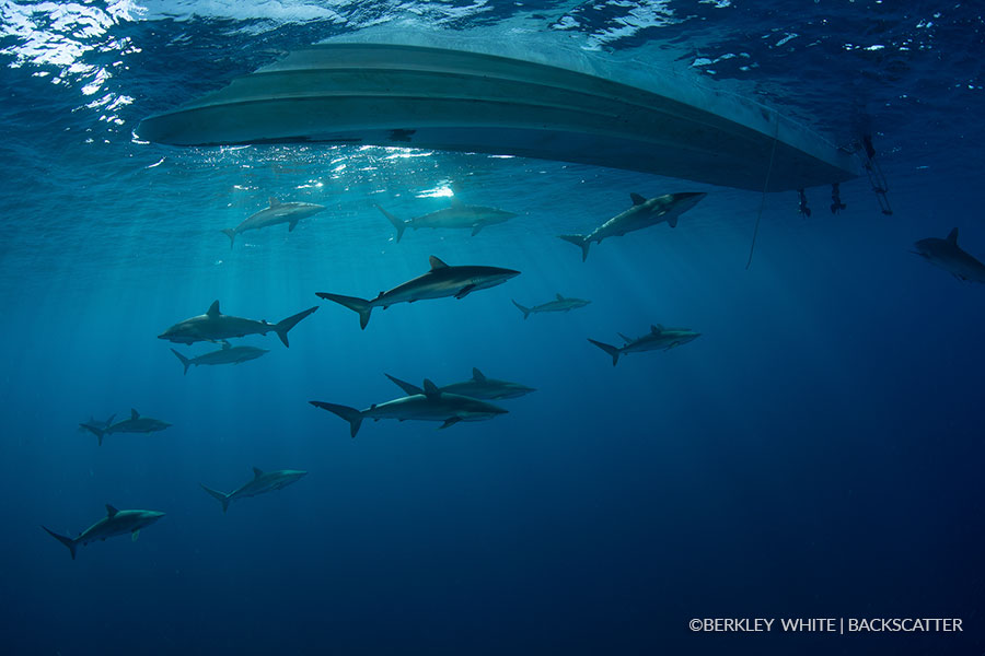 ©Berkley White - Garden Of The Queen, Cuba - Sharks around the boat