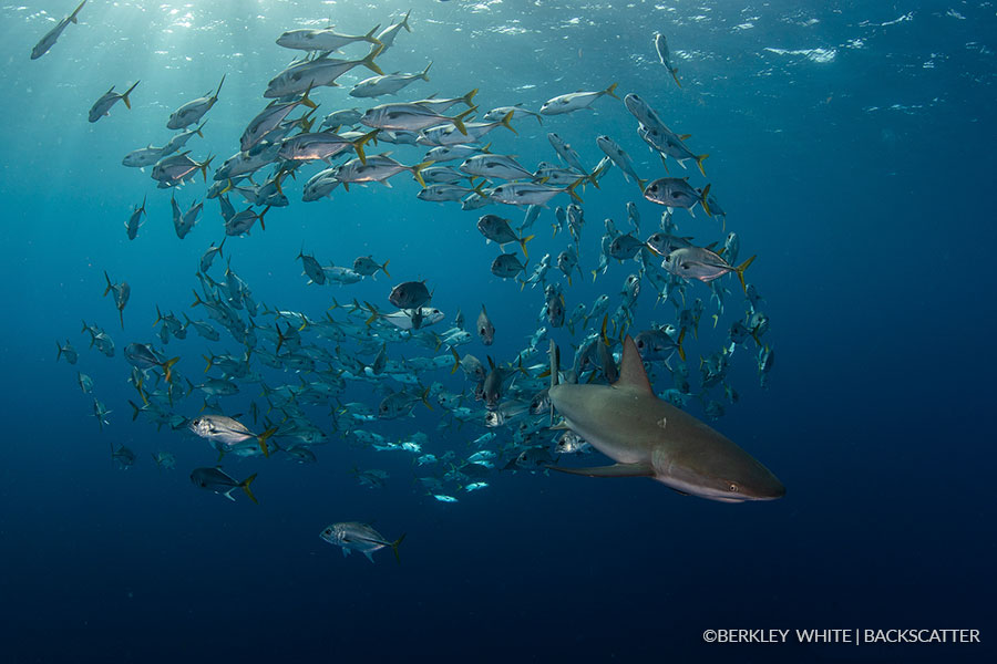 ©Berkley White - Garden Of The Queen, Cuba - Shark in school of Jacks