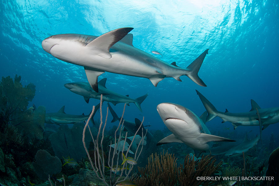 ©Berkley White - Garden Of The Queen, Cuba - Shark Shiver