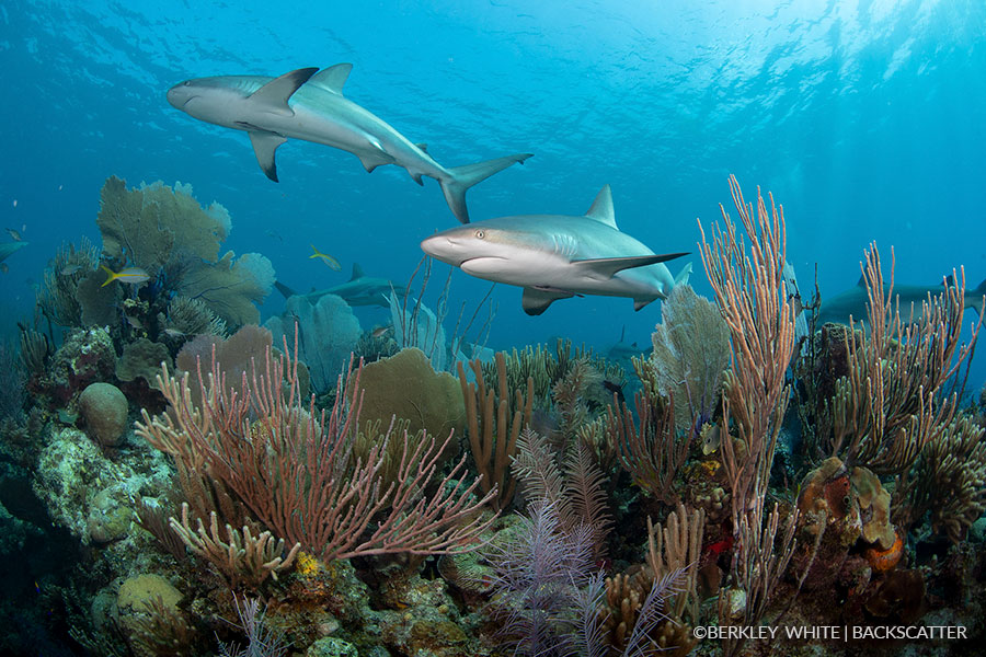 ©Berkley White - Garden Of The Queen, Cuba - Sharks on Reef