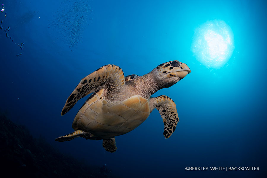 ©Berkley White - Garden Of The Queen, Cuba - Turtle