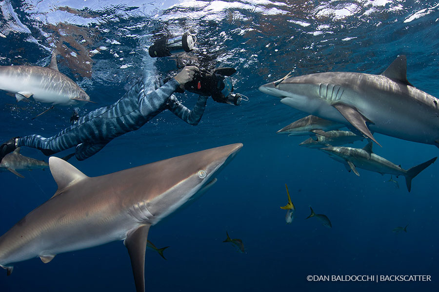 ©Dan Baldacchi - Garden Of The Queen, Cuba -Diver with Sharks 