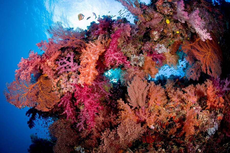 Fiji Nai'a - Backscatter Trip