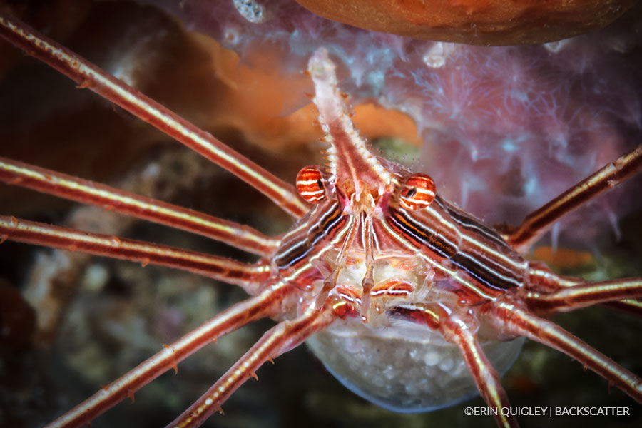 ©Erin Quigley Macro Workshop