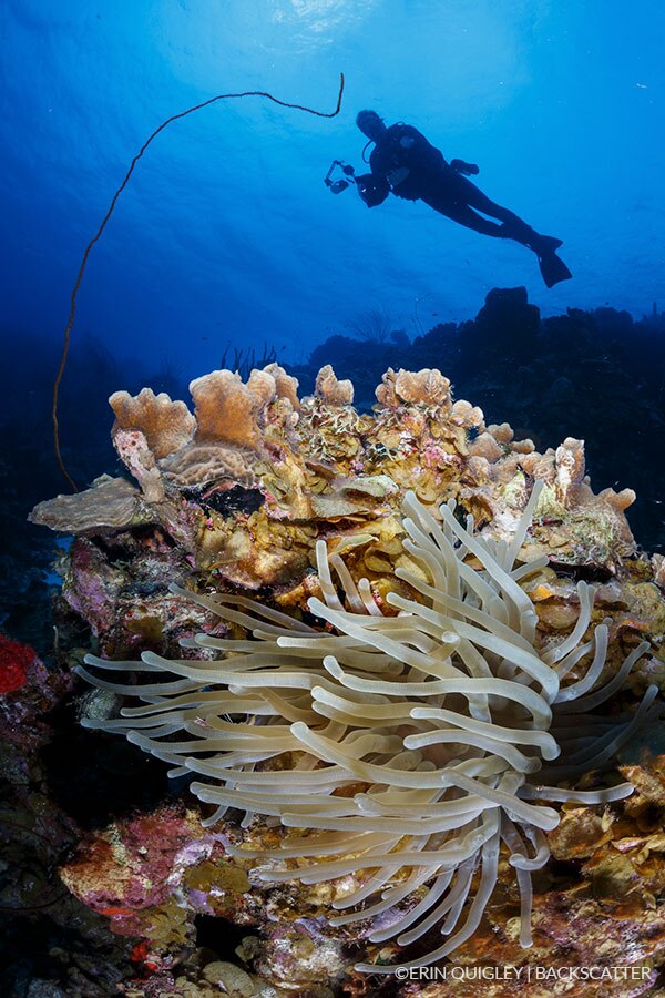 ©Erin Quigley Wide Angle Workshop diber and anemone