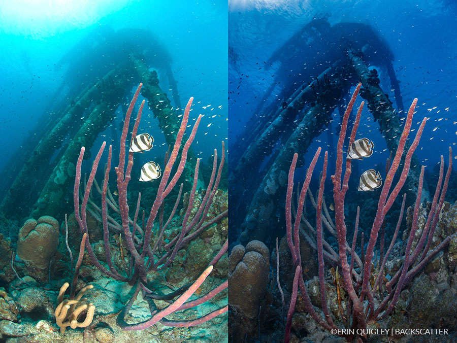 ©Erin Quigley Wide Angle Workshop Yellow School of Fish