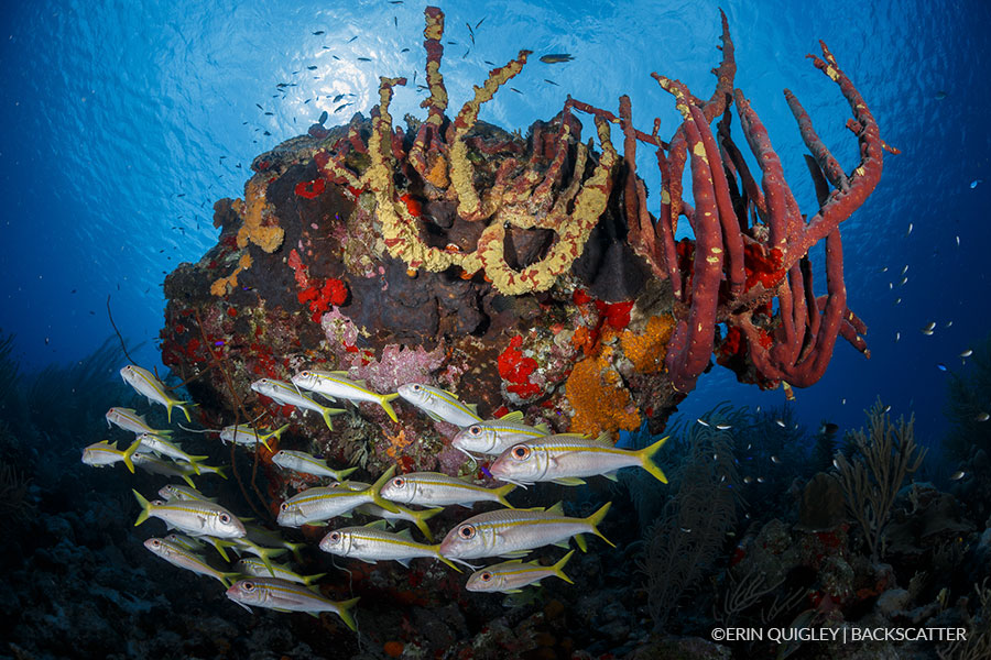 ©Erin Quigley Wide Angle Workshop Fish & coral