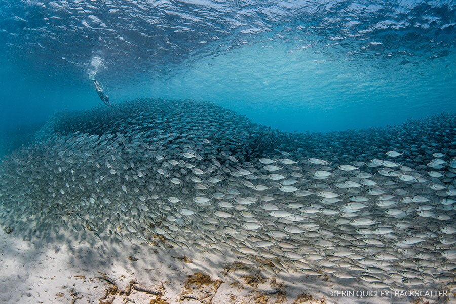 ©Erin Quigley Wide Angle Workshop Yellow School of Fish