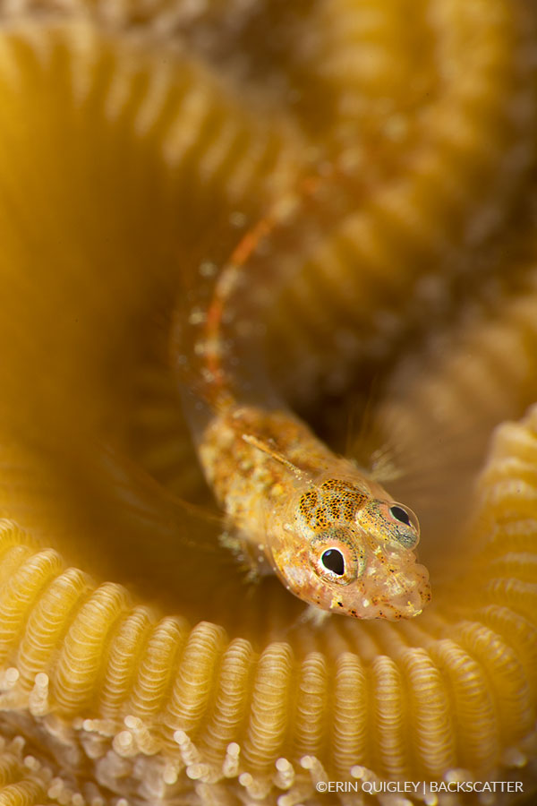 ©Erin Quigley Macro Workshop Yellow Gobe