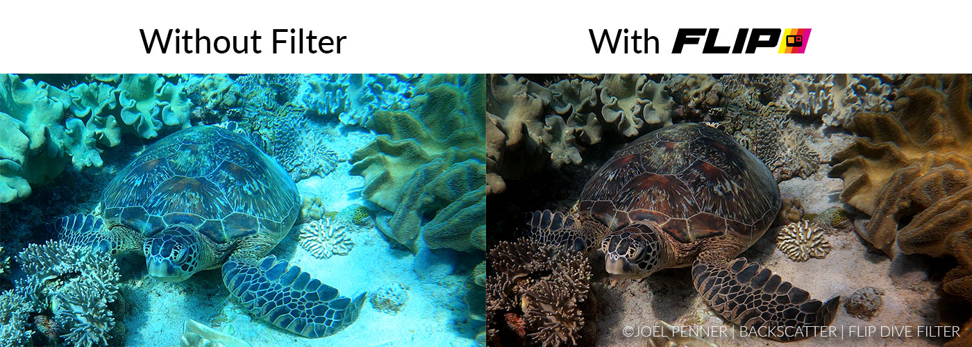 Turtle Gopro Complete Guide for GoPro HERO 11 & 12 Best Underwater Video & Photo ...