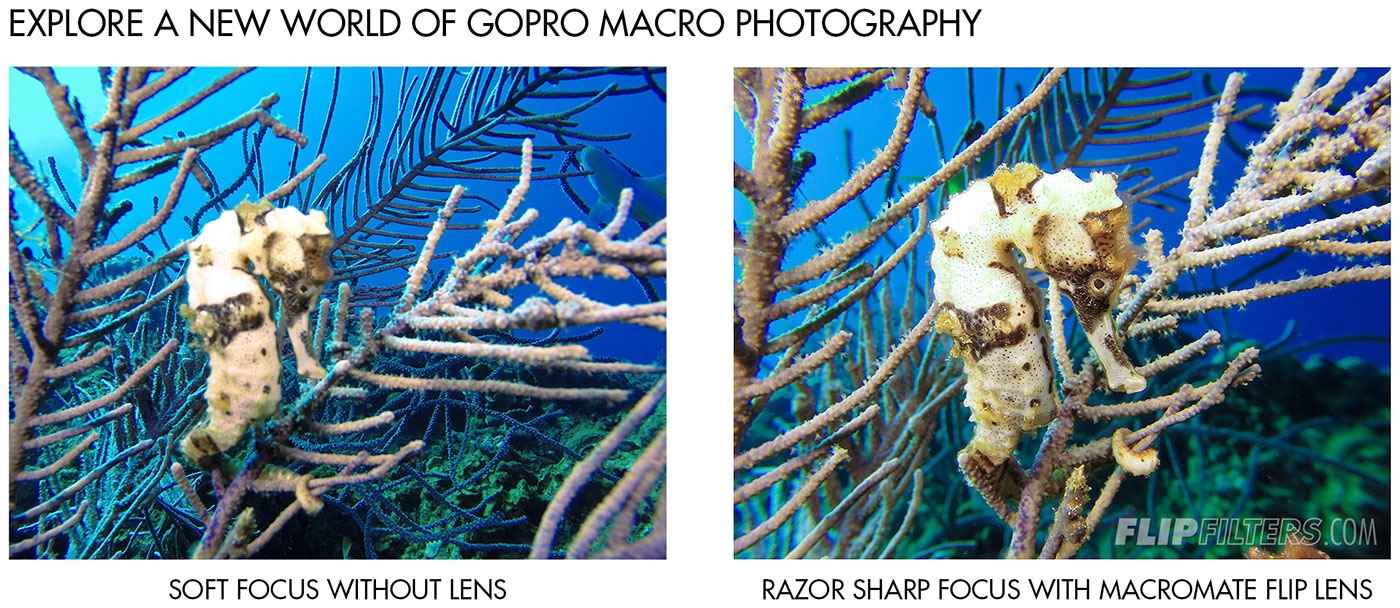 Guide for the Best Filter for your GoPro - Underwater Photography -  Backscatter