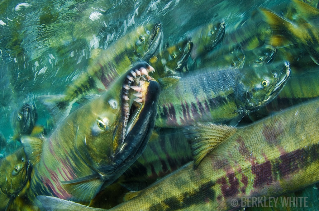 Rear Curtain Sync Put Motion In Your Underwater Photography