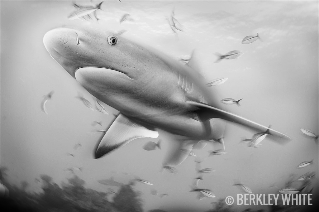 Rear Curtain Sync Put Motion In Your Underwater Photography