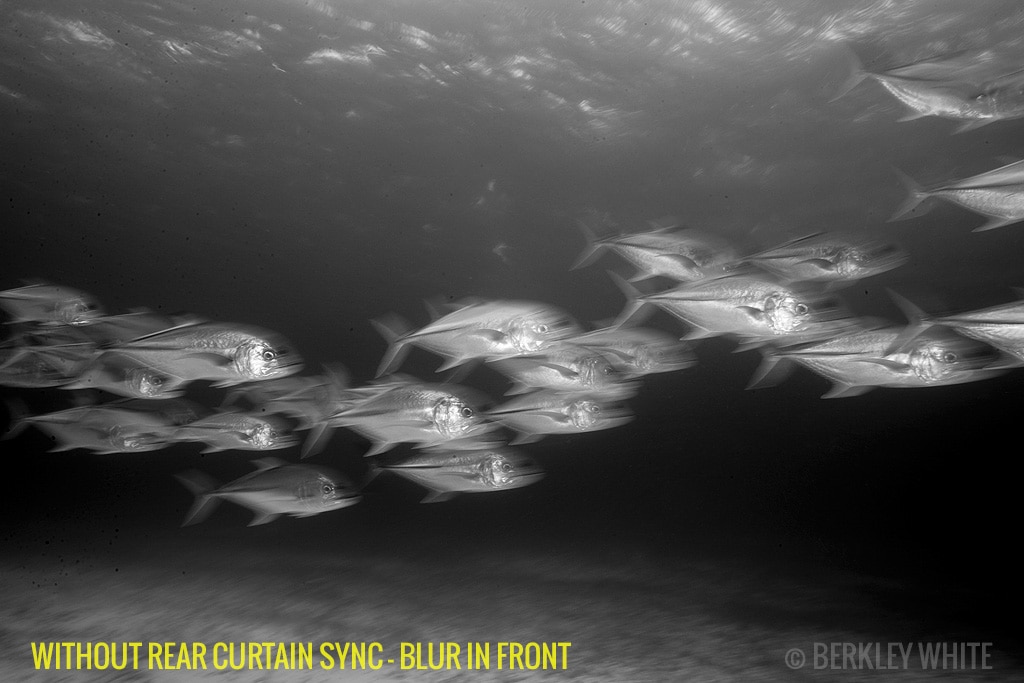 Rear Curtain Sync Put Motion In Your Underwater Photography