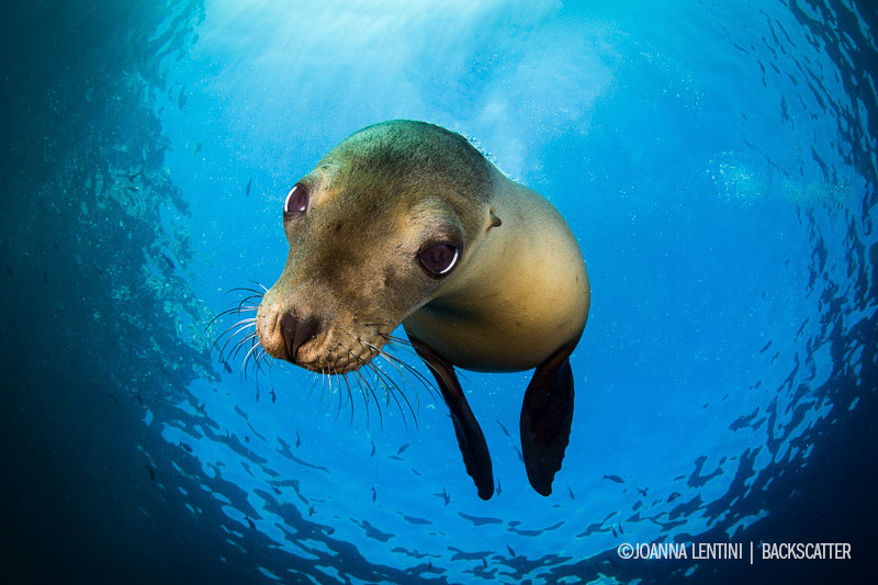 ©Joanna Lentini - SEA OF CORTEZ FOR EPIC MARINE LIFE ENCOUNTERS - Sea lion Face