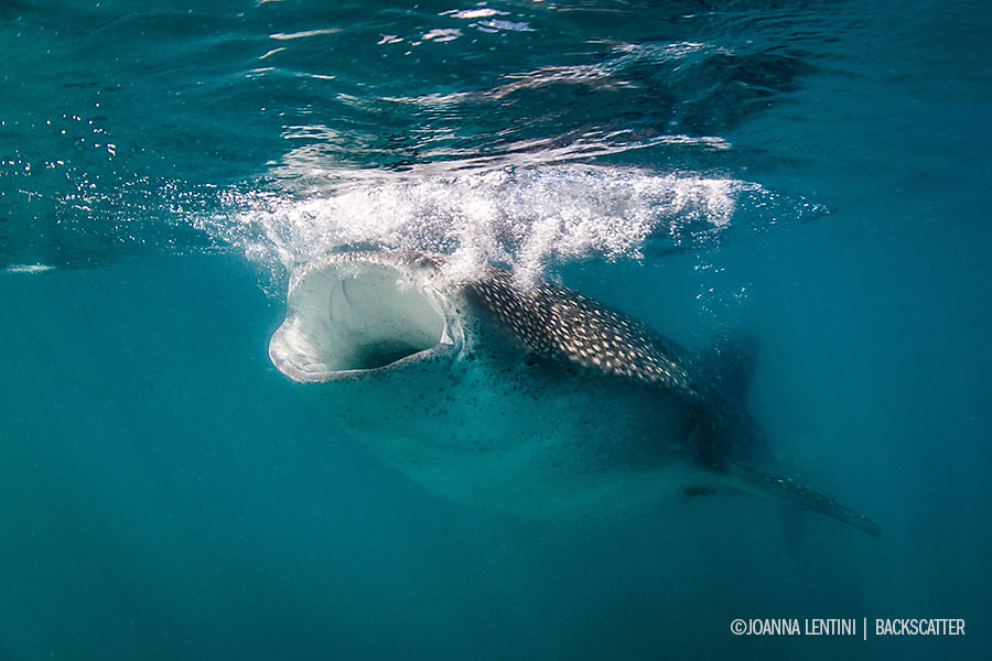 ©Joanna Lentini - SEA OF CORTEZ FOR EPIC MARINE LIFE ENCOUNTERS - Whale Shark